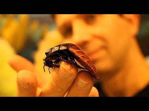 giant cockroaches australia HOLDING GIANT HISSING COCKROACHES!