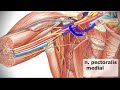 Anatomy of brachial plexus