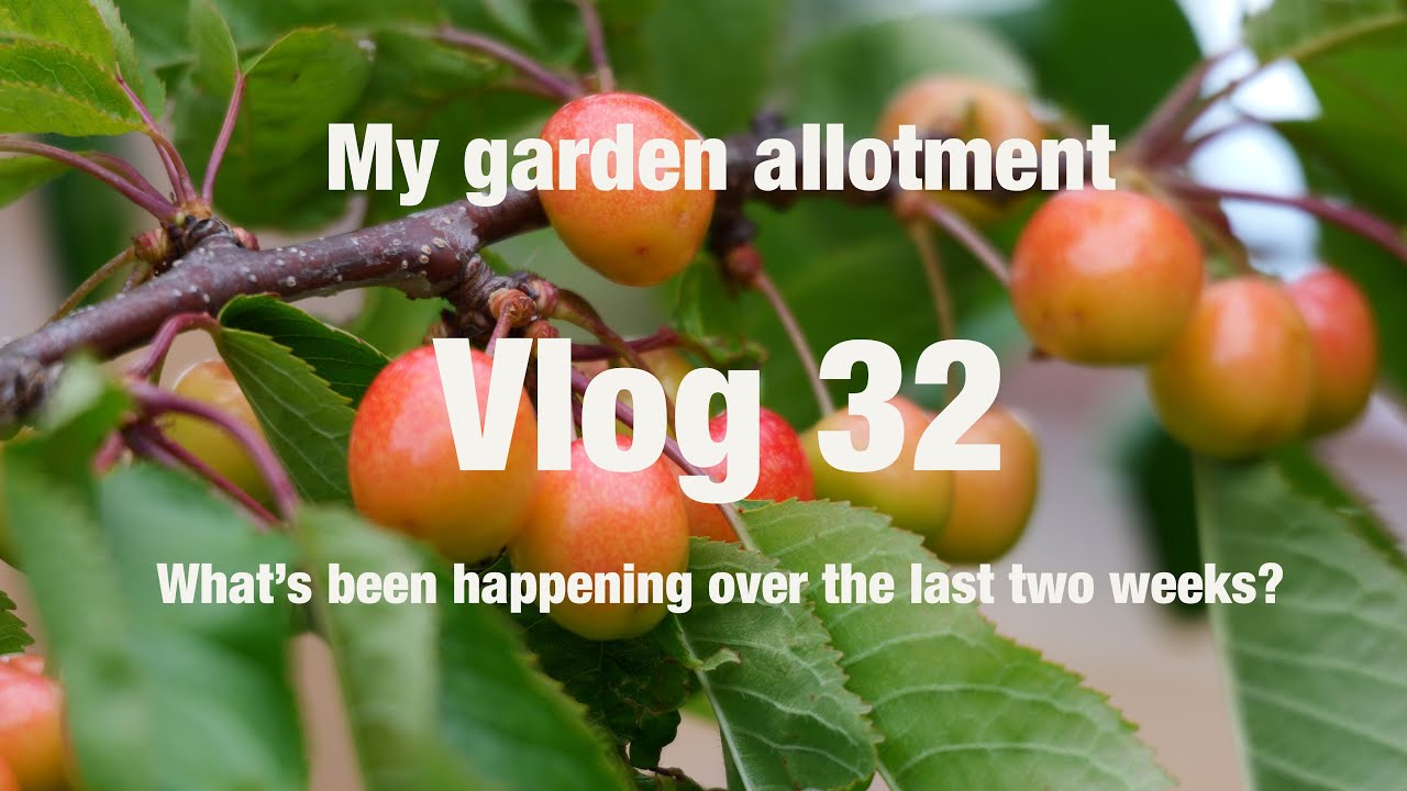 My garden allotment vlog 32 what's has been happening over the last two ...