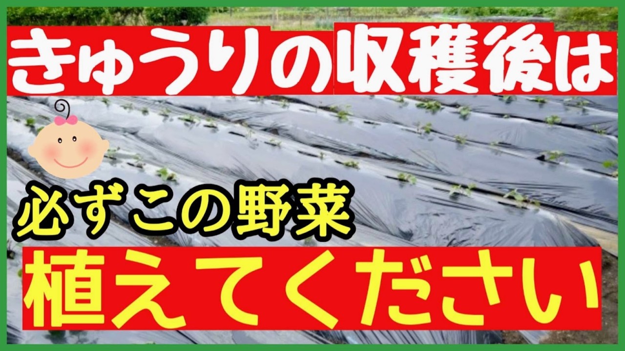【裏技】きゅうりの収穫後に植えるだけで収穫量が2倍になる野菜とダメな野菜を全て紹介します