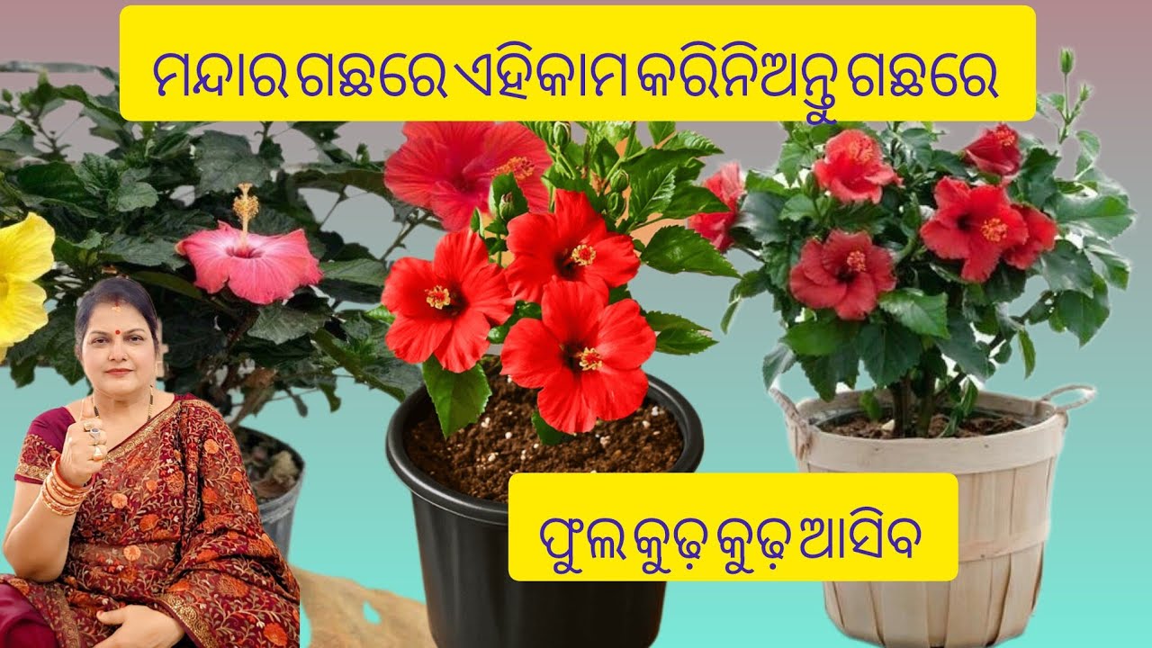 ମନ୍ଦାର ଗଛରେ ଏହିକାମ କରିନିଅନ୍ତୁ /ଗଛରେ ଫୁଲ କୁଢ଼ କୁଢ଼ ଆସିବ /Hibiscus plant care 