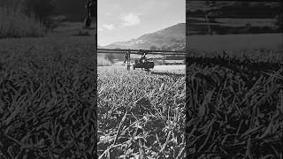 Specimen Carp rods and setup! #shorts #carpfishingsouthafrica #carpfishing #carp