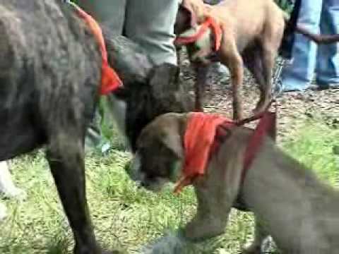 pit-bull-party:-best-friends'-pet-bull-palooza
