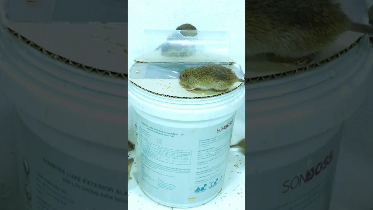 Amazing Creative Mouse Traps 