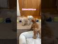 寝ぼけて姉犬にダイブしちゃった妹犬 #shorts #元保護犬 #トイプードル