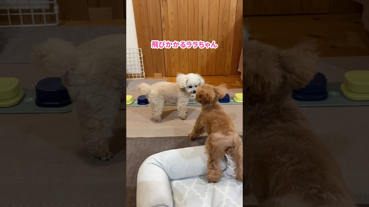 寝ぼけて姉犬にダイブしちゃった妹犬 #shorts #元保護犬 #トイプードル