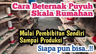 Cara Beternak Burung Puyuh Skala Rumahan