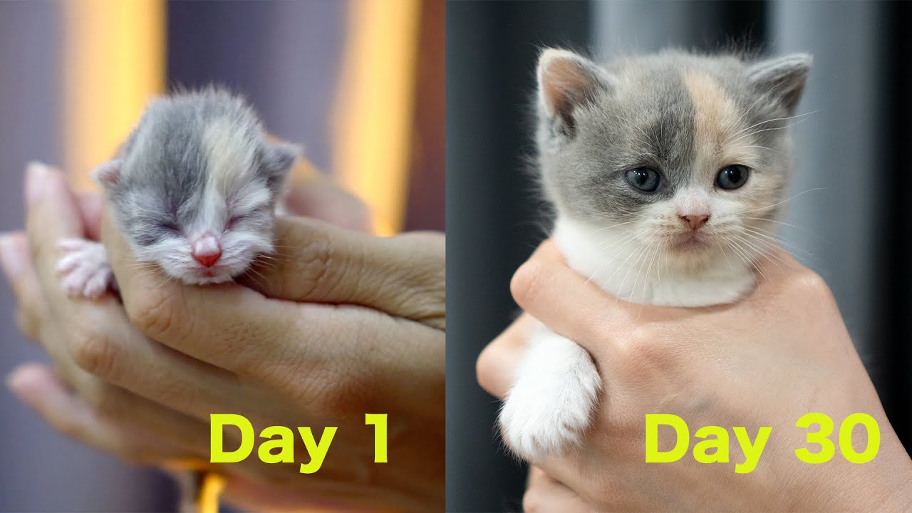 もち猫が現れました スコティッシュフォールドつむの子猫の成長記録 Kitten And Chair的youtube视频效果分析报告 Noxinfluencer