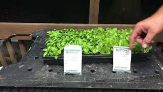 Updated.... Johnny’s multi seed basil pelleted