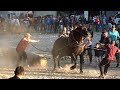 Concurs cu cai de tractiune proba de simplu Rasnov, Brasov 12 Sept 2021
