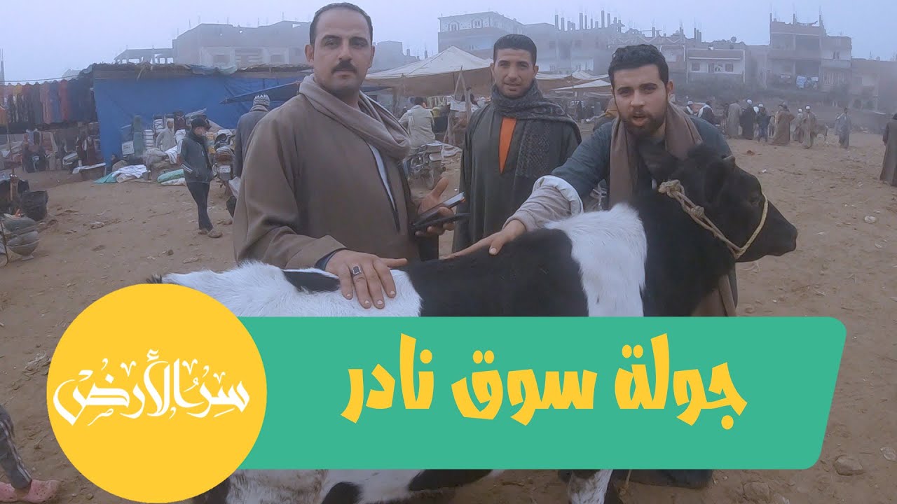 جولة قناة سر الأرض في سوق نادر منوفية .. تغطية شاملة كاملة لأسعار الجاموس والبقر والغنم والجمال