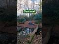 Giant snail in the forest #walkingtv #nature #peaceful #naturewalking #wildlife #forestwalking