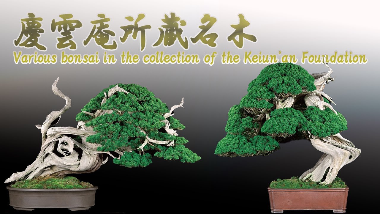 慶雲庵名盆栽コレクション～日本唯一の財団法人所蔵の盆栽の数々～