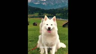 #capcut #edit de cachorro