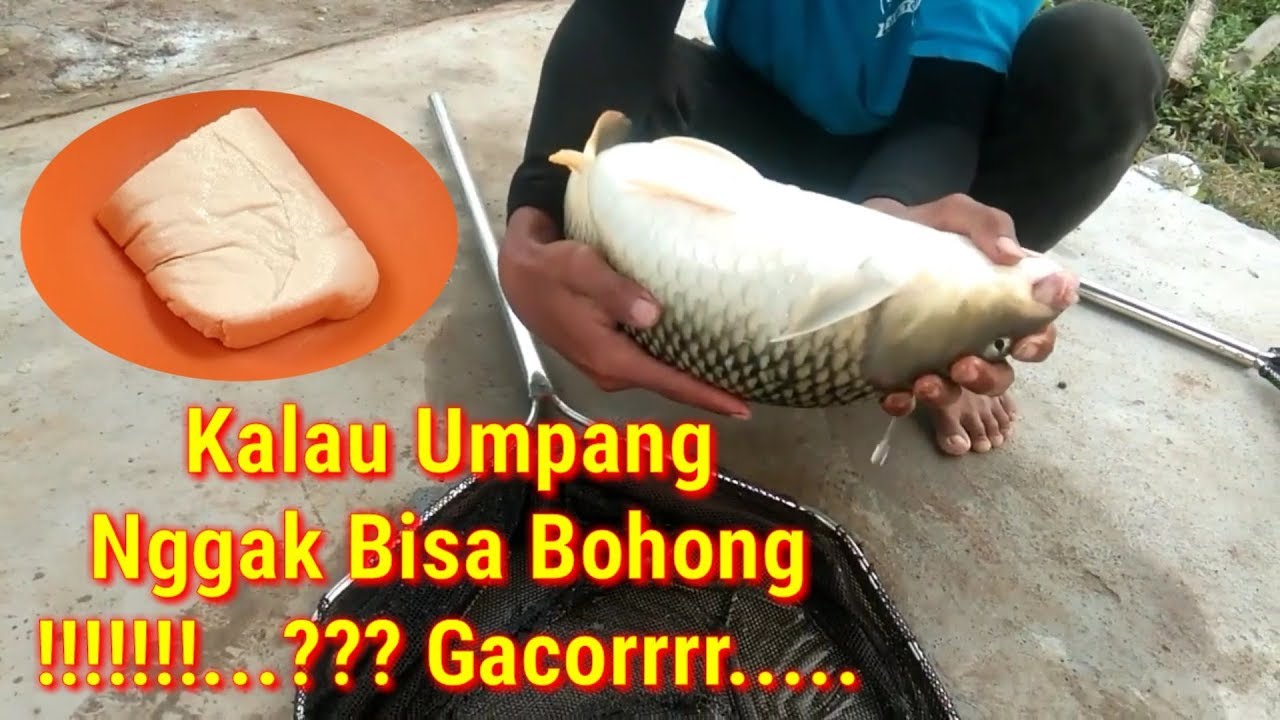 Mancing Galapung Ikan Mas Umpan Tahu Bukti Ikan Mas Suka Tahu Gacorrrrr