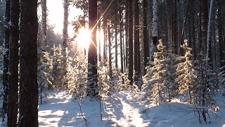 Звуки природы 6. Зима. Зимний лес