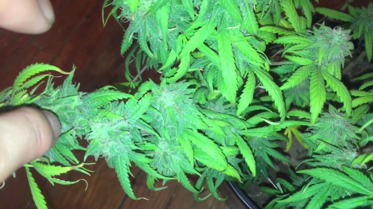 Indoor Garden Update Day 144 Harvesting Second Plant Blue Cheese