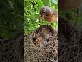 Robin Feeds Baby Bird Then Eats Its Poop mp3