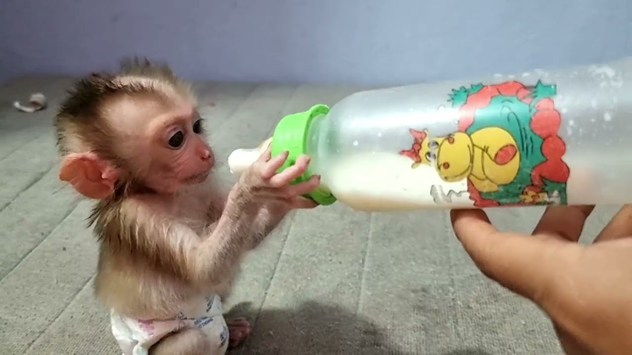 Baby Monkey Chaly Drink Milk With Big Bottle In Nihgt.