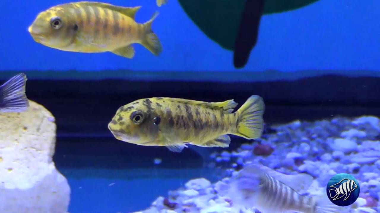 Labeotropheus fuelleborni (Mbenji) Marmalade Cat YouTube