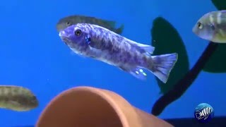Labeotropheus Fuelleborni Mbenji Marmalade Cat