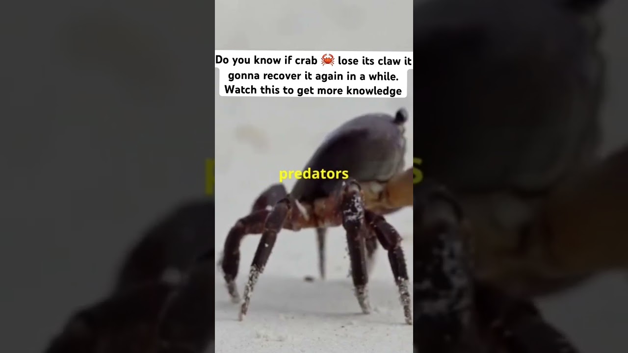 Shocking Facts About Crabs Losing Claws!🦞 