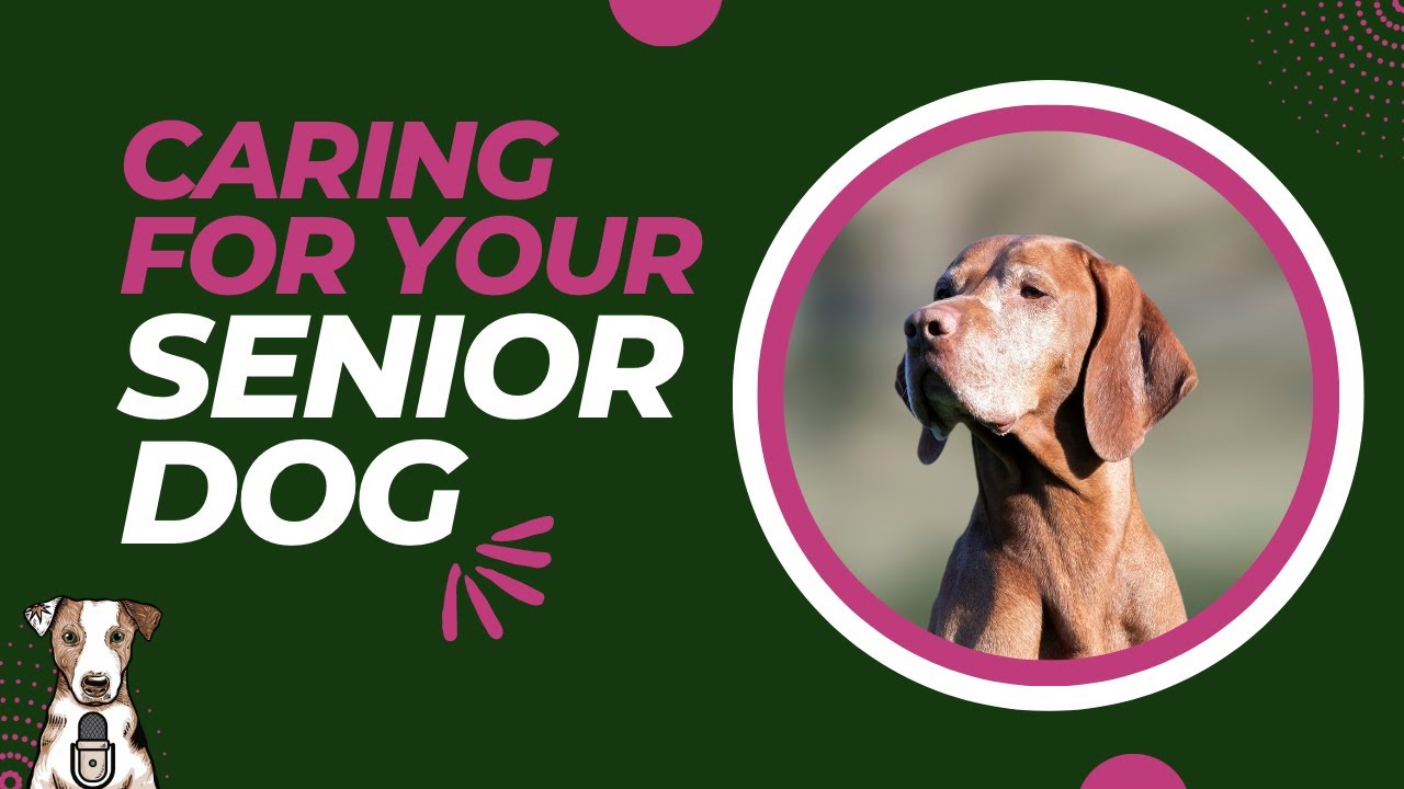 Caring for Senior Dogs with Dr. Ava Frick
