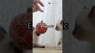 Elegance Meets Intelligence: The Enigmatic Siamese #subscribe #youtubeshorts #cat #education