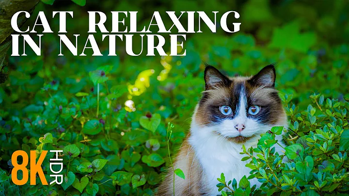 Video 4796071: snowshoe cat breed, happy pets