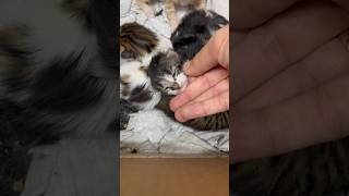 Merdiven altında doğan yavruların güncel durumu  #cats #kitten