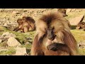Уникальные  обезьяны Эфиопии