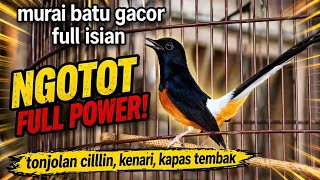 Murai batu gacor full isian cililin,kapas tembak,kenari dll. Ampuh untuk masteran.