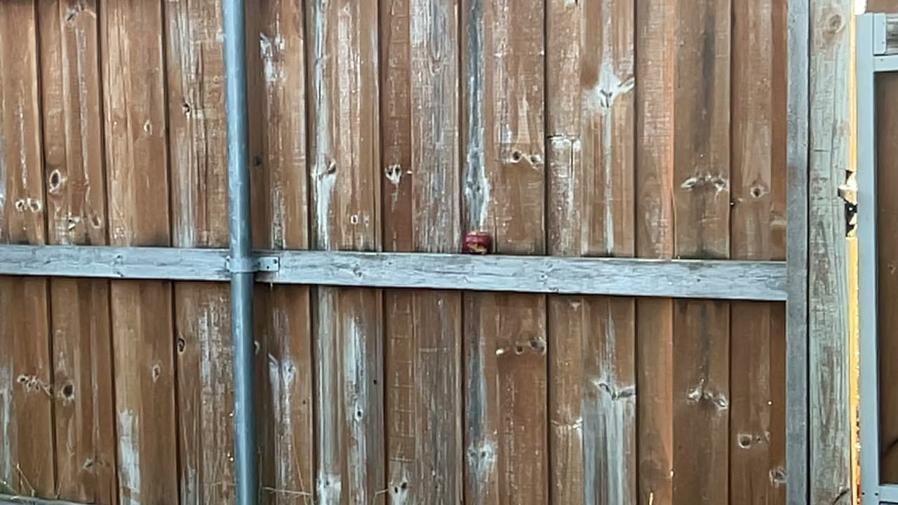 shooting a apple with a bow in slowmo