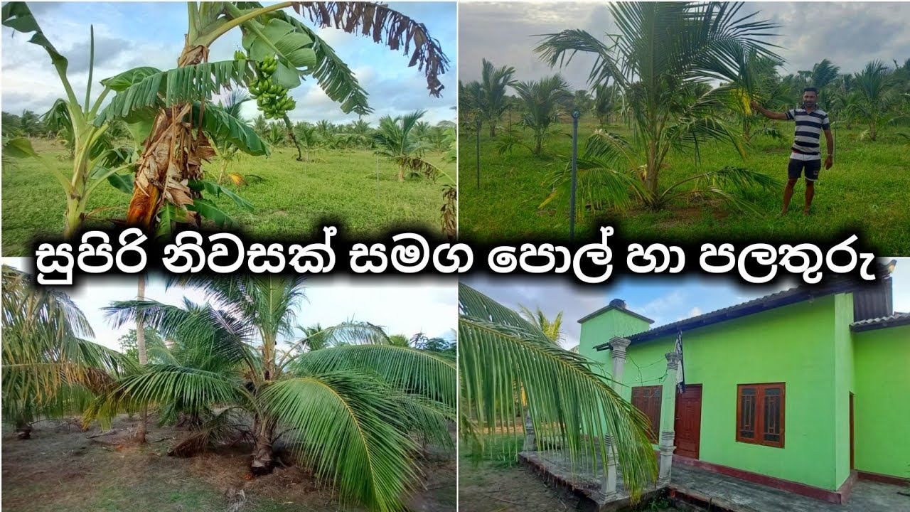 සුපිරි පොල් අක්කර 3ක් නිවසක් සමග iDAM LANKA Coconut Land Sale For