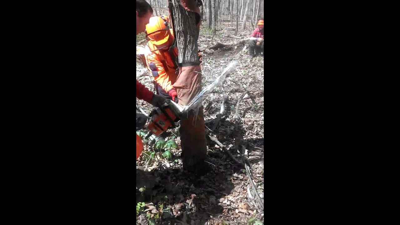 9 layer chaps. Chainsaw safety. YouTube