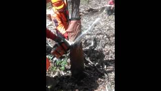 9 layer chaps. Chainsaw safety.