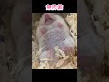 朝一でハムスターの家を覗いてみたら #おもしろ #かわいい #ハムスター
