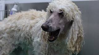 Professional Standard Poodle Grooming by Jack Armour 102 views 1 year ago 3 minutes, 12 seconds