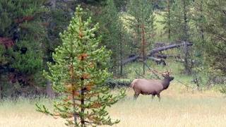 A Beautiful Day on Fawn Pass - Yellowstone National Park