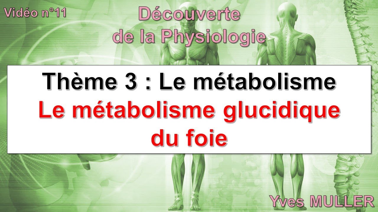 Vidéo 11 - Le métabolisme glucidique du foie