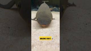 The Fish That Can Walk on Land – Science Can’t Explain! #nature