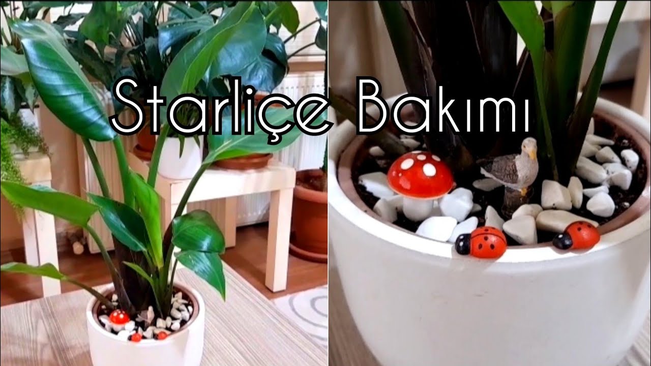 STARLIÇ УХОД ЗА ЦВЕТАМИ⚘  Райская птица/Cranagasi #starliçecare