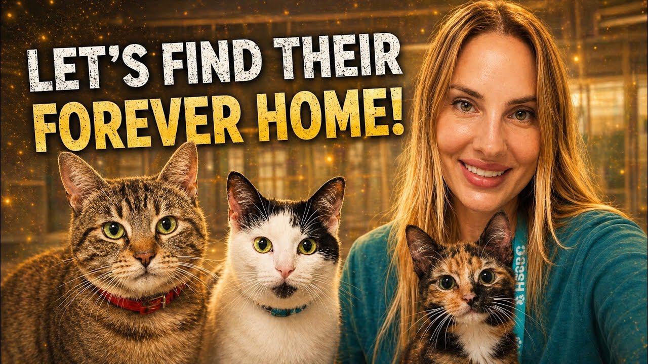 Let’s help them find their forever loving home. ️🐾 - YouTube