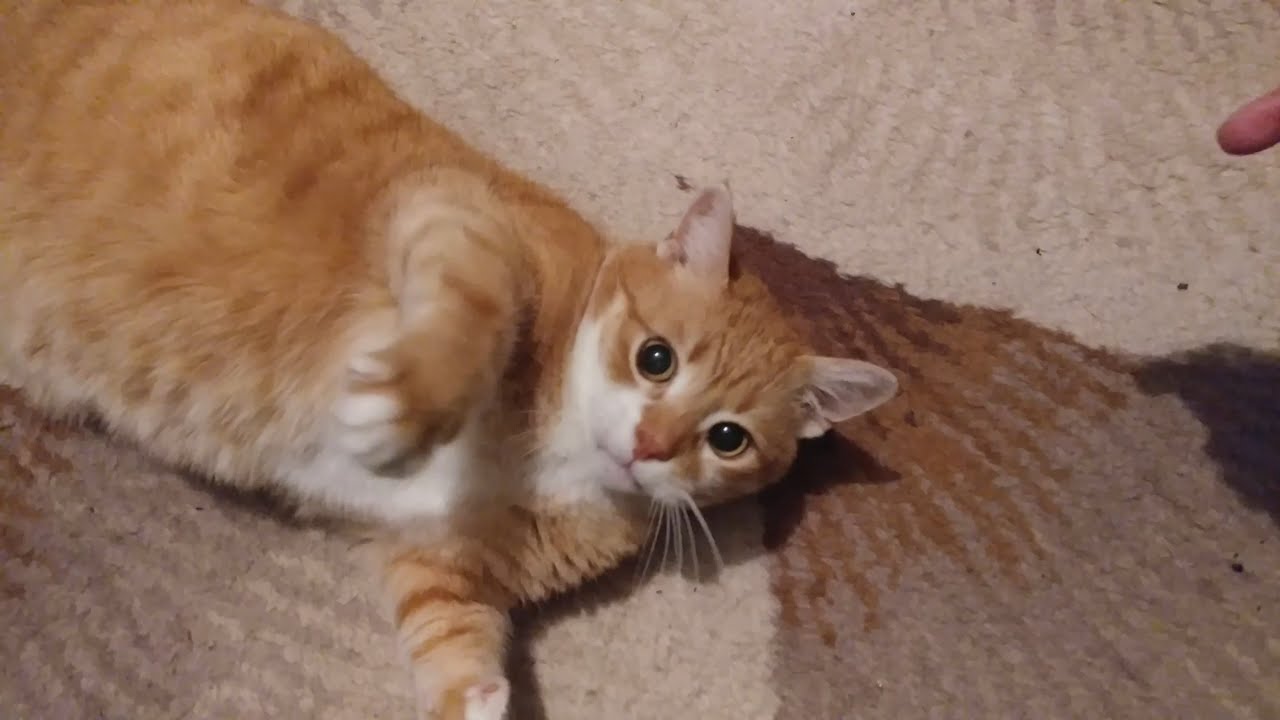 Cat Playing With My Hand YouTube