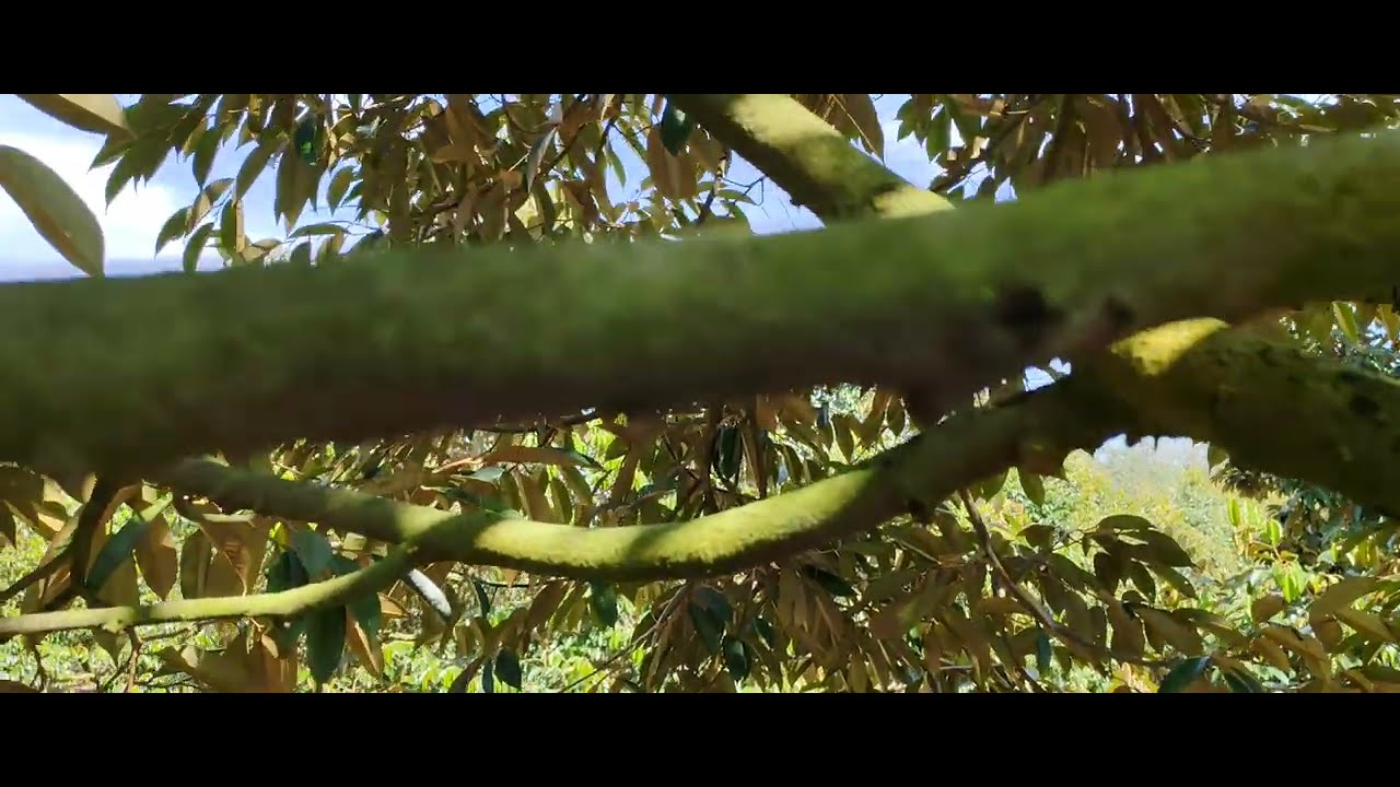 Làm Bông Mỗi Loại Đất Khác Nhau Thì Hãm Nước Khác Nhau. Đừng Hãm Nướ Sai Làm Cây Rụng Lá Mất Sức. 