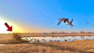 This pond was almost too small | Goose Hunting a city farm pond 2023