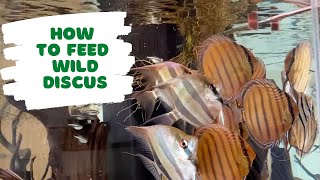 How to feed wild Discus How to feed wild Discus