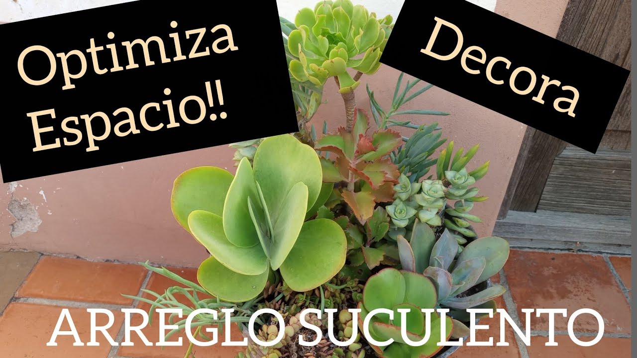 ARREGLO CON SUCULENTAS #lasplantasdegeral #garden #suculentas #jardin #decogarden #plants #succulent