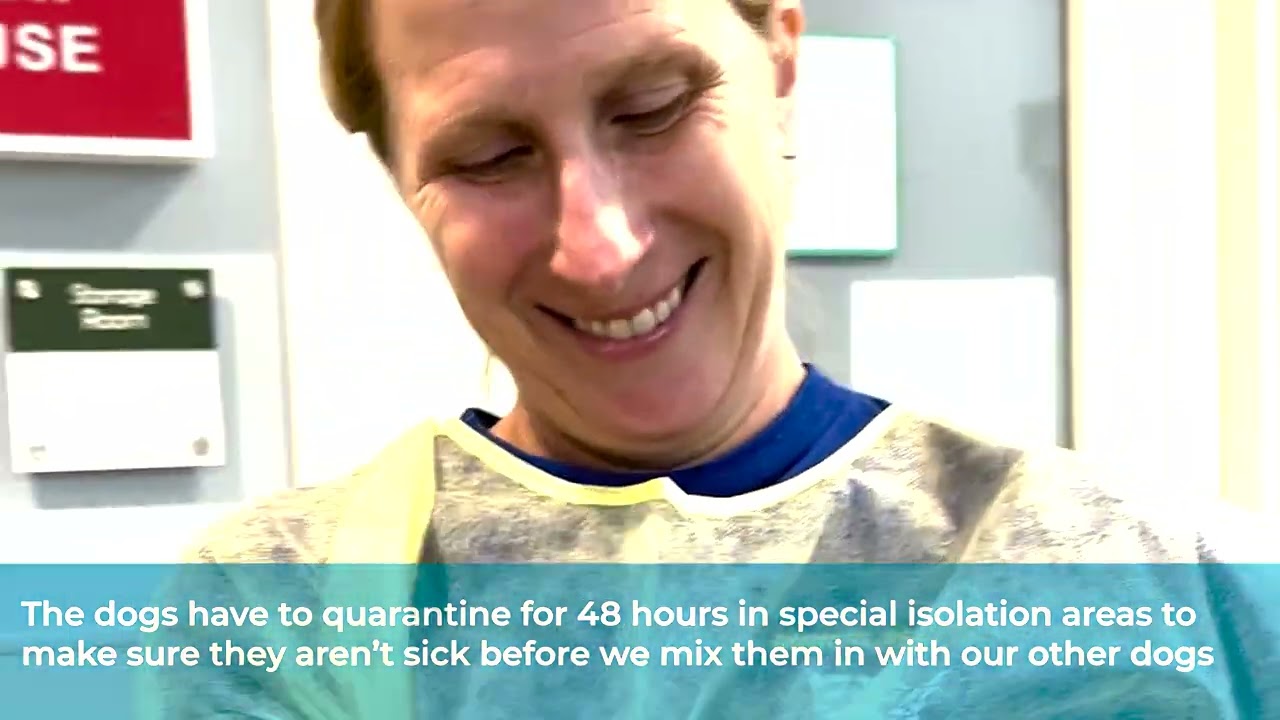 MSPCA-Angell Brings in Emergency Transport of Dogs from SC Ahead of Tropical Storm Debby