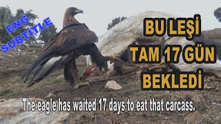 KARTAL, BU LEŞİ TAM 17 GÜN BEKLEDİ /Mysterious world of predators. ENG SUBTİTLE